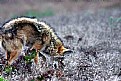 Picture Title - Coyote Hunting