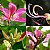 Flower (stages)