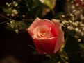 Picture Title - Valentine Rose