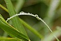 Picture Title - raindrop