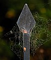 Picture Title - Spider Web I