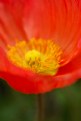 Picture Title - Poppy VIII