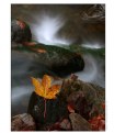 Picture Title - Autumn on the stone