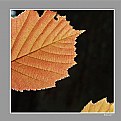 Picture Title - leaf I