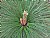 Brazilian Plant 01