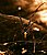 Immature Black Widow Spider