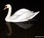 Night Swan
