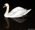 Picture Title - Night Swan