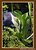 Calla Palustris