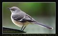 Picture Title - Common Mocking Bird