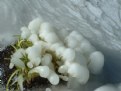 Picture Title - Iced Plant