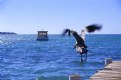 Picture Title - Pelican in Flight