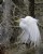 Egret in Moss