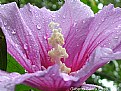 Picture Title - Wet Hibiscus