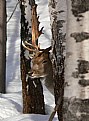 Picture Title - Winter Forest