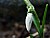 Galanthus nivalis/kardelen