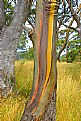 Picture Title - Colours