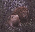 Picture Title - Resting Lion