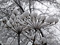 Picture Title - Snow Baskets