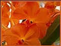 Picture Title - Orange Orchids
