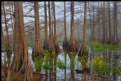 Picture Title - Spring in the Swamp