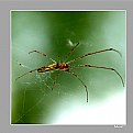 Picture Title - spider v.1.b