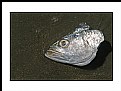 Picture Title - Cabeza de pescado