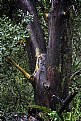 Picture Title - Madrone Trunk