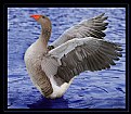 Picture Title - Goose