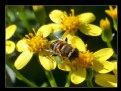 Picture Title - Working Bee 3
