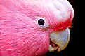 Picture Title - Pink Cockatoo