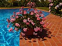 Picture Title - Flowers & Pool