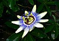 Picture Title - Passiflora Caerulea