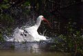 Picture Title - A Clean Ibis