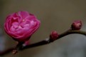 Picture Title - Japanese plum