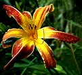 Picture Title - Droopy the Daylily