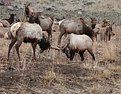 Picture Title - Bull Elk Jousting