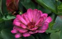 Picture Title - MY    ZINNIA