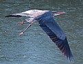 Picture Title - Blue Heron over Ice
