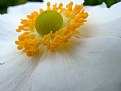 Picture Title - pure white petals