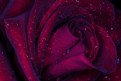 Picture Title - Another Rainy Rose