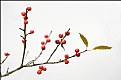 Picture Title - Winter Berries