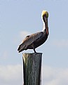 Picture Title - Beautiful Brown Pelican