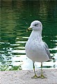 Picture Title - C Gull :)