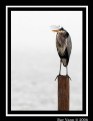 Picture Title - Bird on a Stick