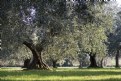 Picture Title - Centenari