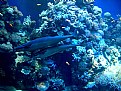 Picture Title - fish in Eilat