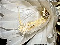 Picture Title - Cereus and Rain Drops