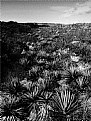 Picture Title - Yucca, Holden Beach, 2005