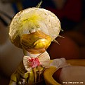 Picture Title - Quack quack